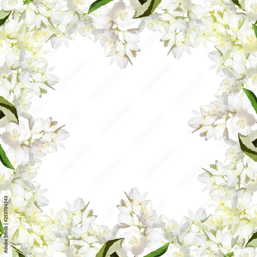 Beautiful floral background of Jasmine. Isolated Beautiful floral background of Jasmine. Isolated