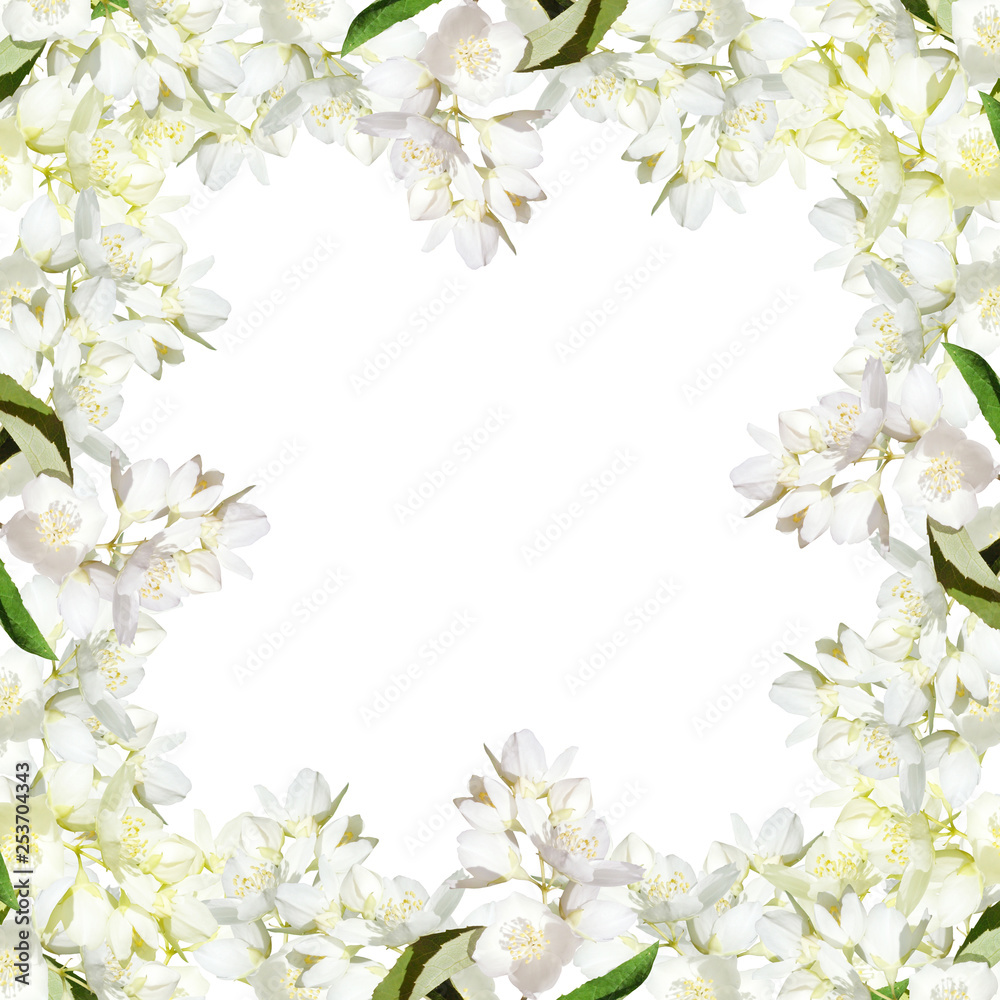 Beautiful floral background of Jasmine. Isolated