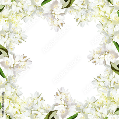 Beautiful floral background of Jasmine. Isolated
