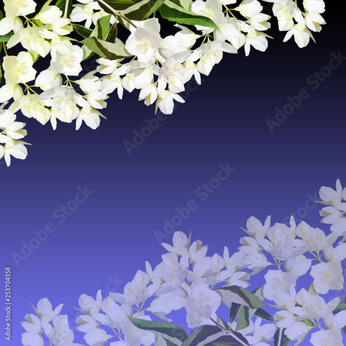 Beautiful floral background of Jasmine. Isolated