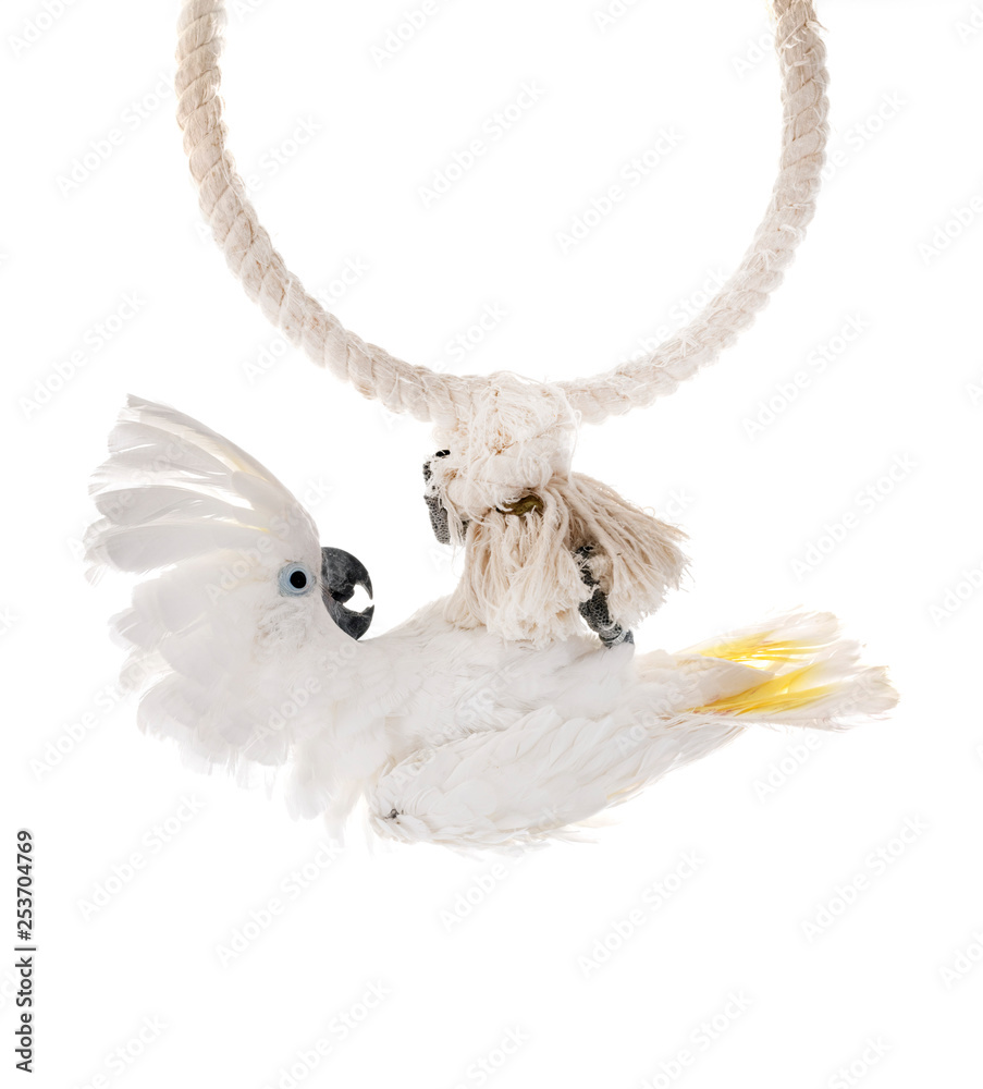 Obraz premium White cockatoo in studio