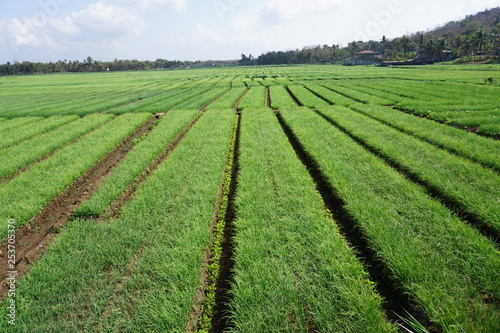 Onion plantation at Kretek Bantul Yogyakarta