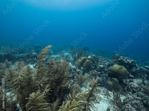 Seascape of coral reef in the Caribbean Sea around Curacao at dive site Watamula with various corals and sponges