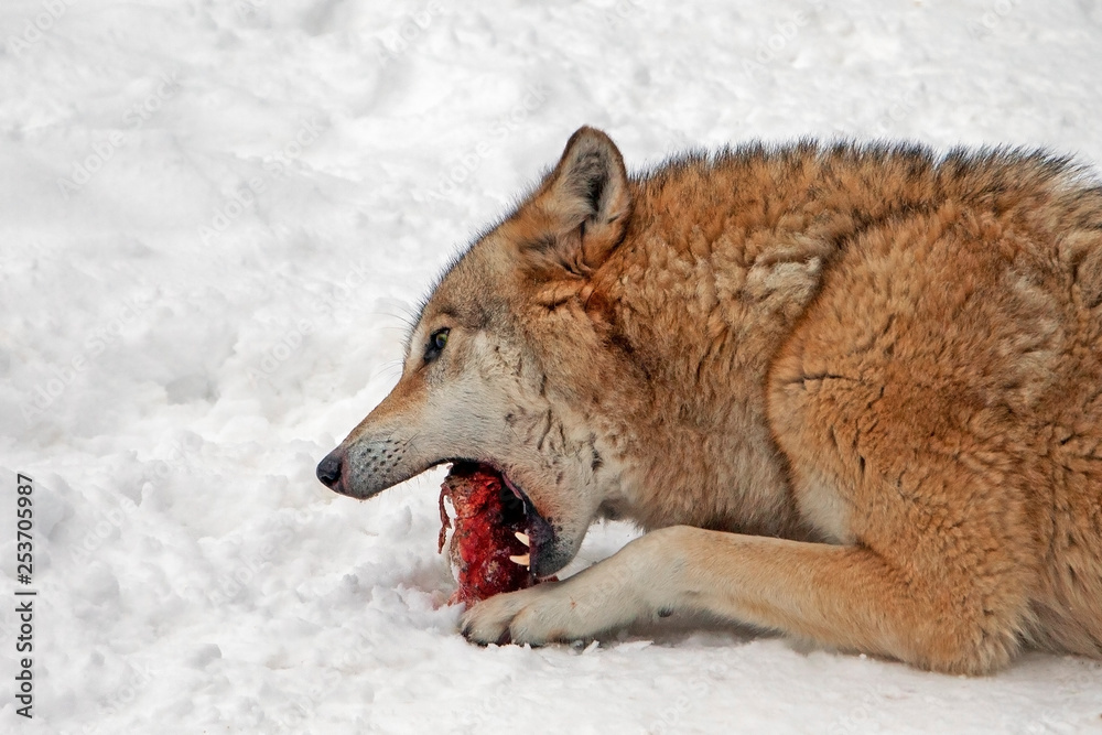 adult fluffy big wolf lying on the snow and eating a piece of meat, close-up