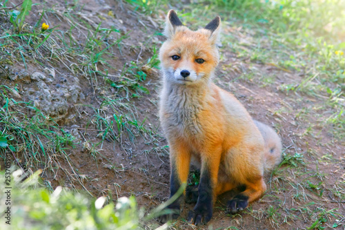 young small beautiful fluffy fox walks in the meadow on a warm sunny day