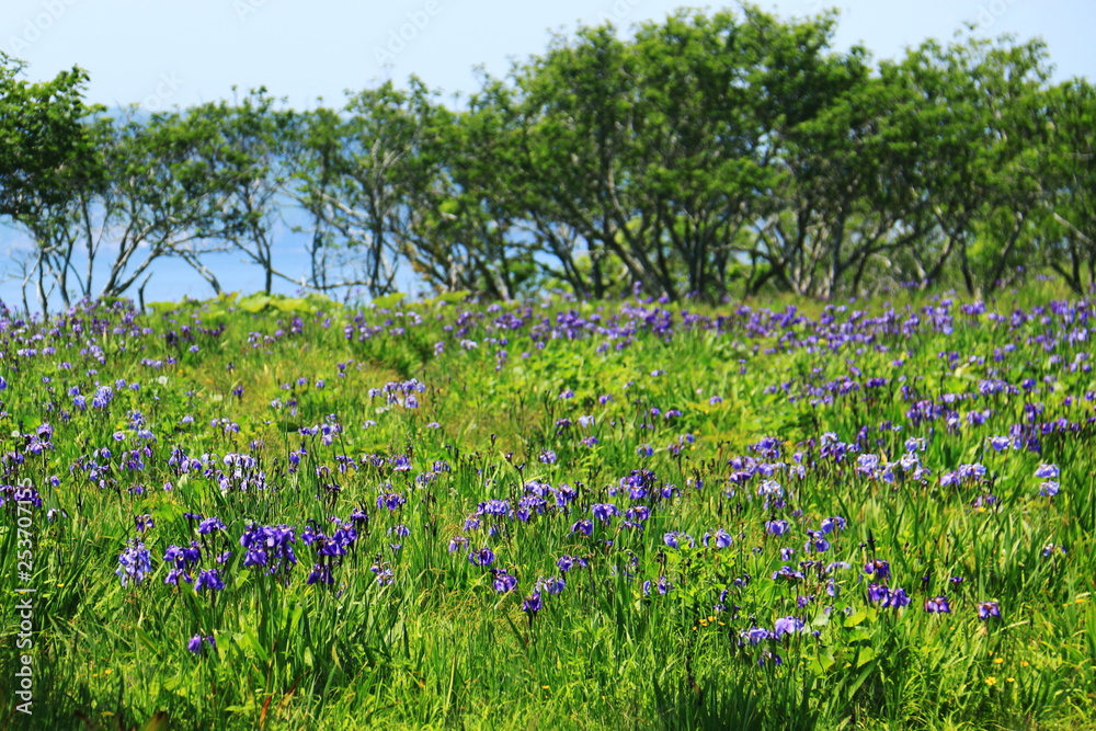 初夏の北海道道東　原生花園あやめヶ原