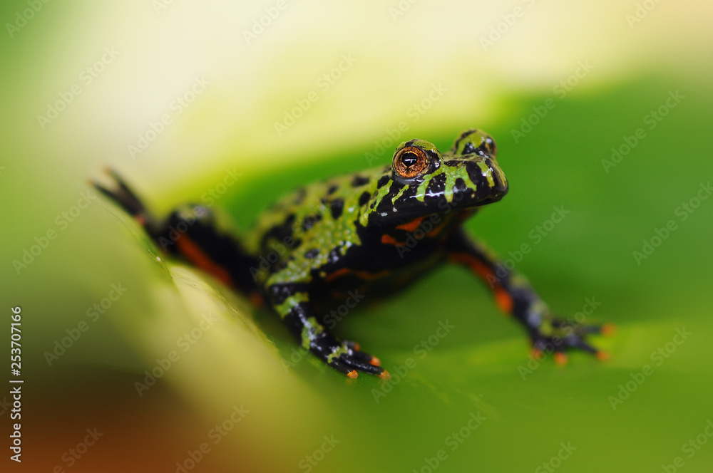 Obraz premium fire bellied toad frog