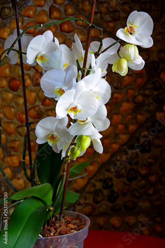 Archidea. White flower stands on the table, against the background of the wall, which is lined with shells. photo