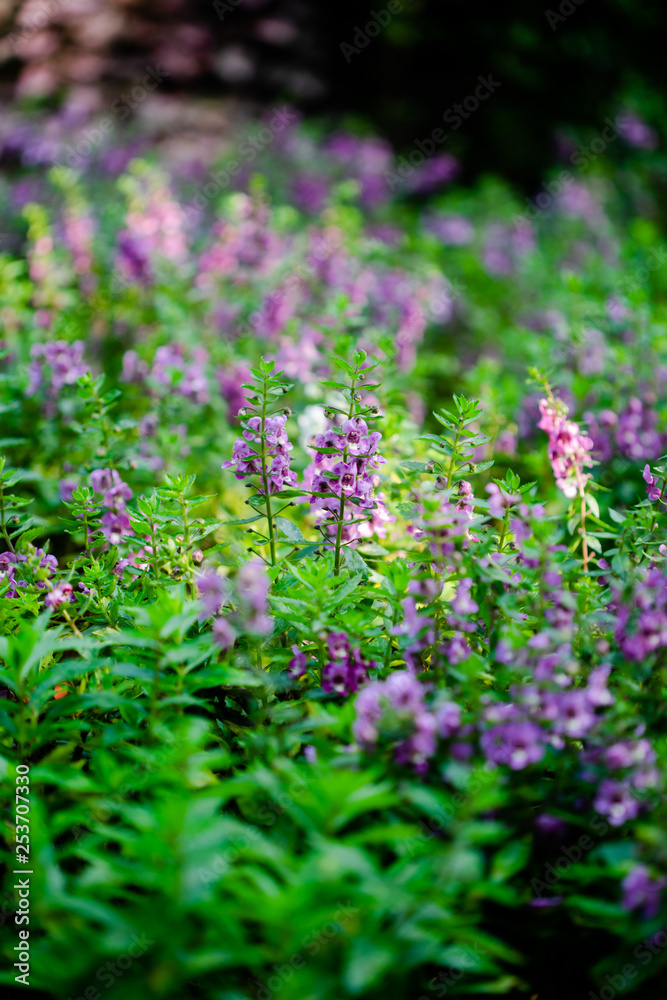 Purple Angelonia goyazensis Benth Flowers with Green Leaves. (Forget me not) Angelonia goyazensis Benth. Purple Angelonia goyazensis Benth Flowers with Green Leaves. (Forget me not) Angelonia goyazensis Benth.