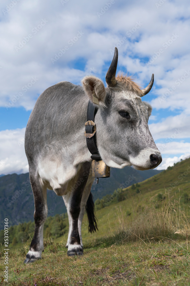 Kuh, Tiroler Grauvieh auf einer Alm im Wipptal Stock Photo | Adobe Stock