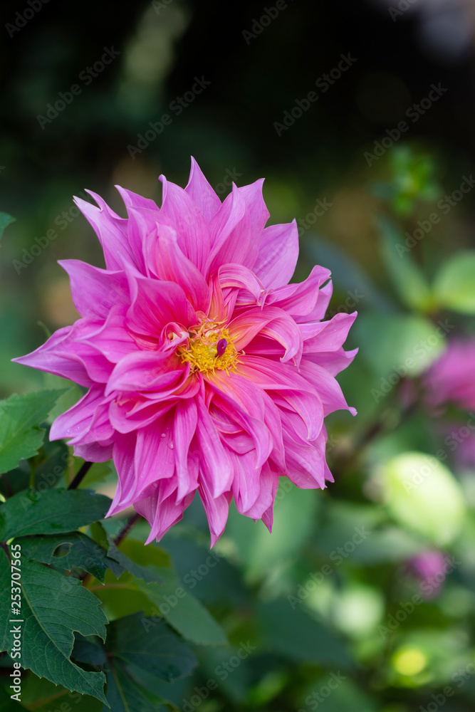 Fototapeta premium Closeup pink dahlia flower in garden
