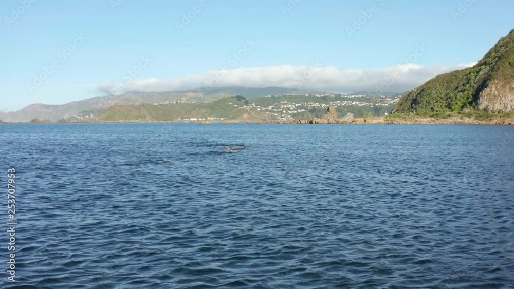 Common dolphin pod at Moa Point bay, Wellington New Zealand. 4k Common dolphin pod at Moa Point bay, Wellington New Zealand. 4k
