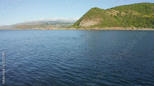 Common dolphins swimming in bay, beautiful seaside day. 4k