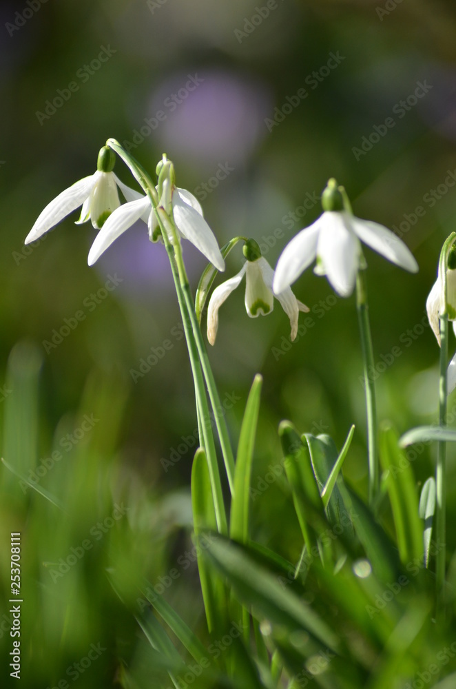 Fototapeta premium Schneeglökchen