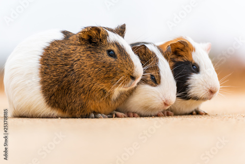 Three guinea pigs huddled together to doze off