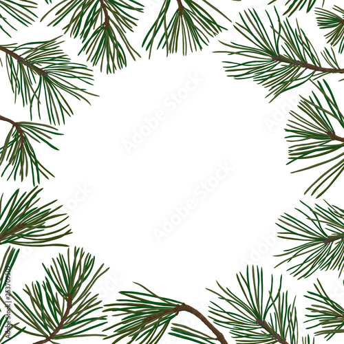 pine branches with green needles