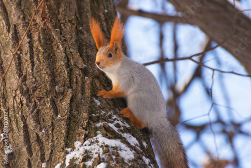 Squirrel eating a nut on a tree in winter © dmitriydanilov62