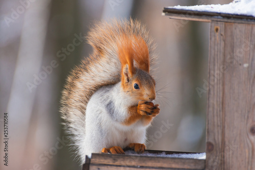 Squirrel on the feeder in winter photo