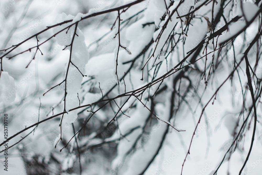 branch of a tree in winter