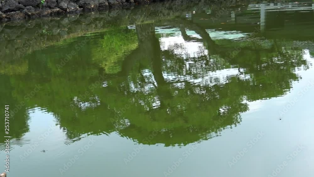 Tree reflection on lake in the Japan garden Tree reflection on lake in the Japan garden