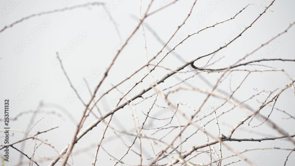 Shacking Branches of Plant in Fall Season Shacking Branches of Plant in Fall Season