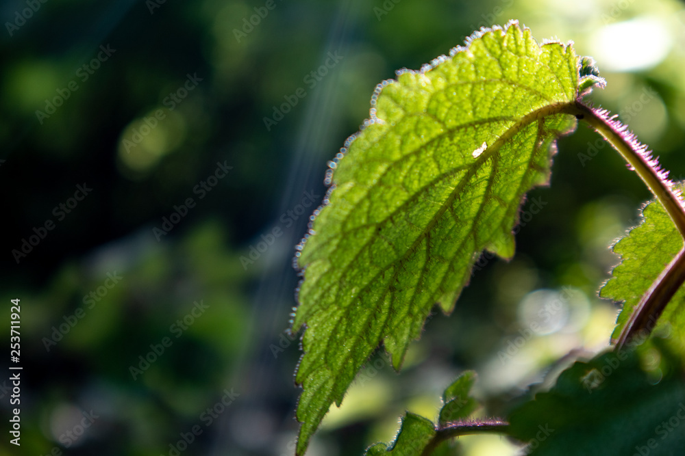 green leaves of a tree green leaves of a tree