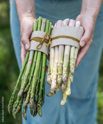 Bundle of white and green asparagus in famer's hands.