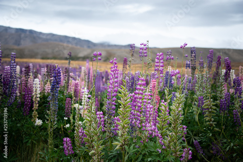Blooming Purple Lupins at Mackenzie region near Lake Tekapo, New Zealand