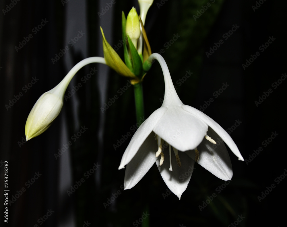 White loose flower