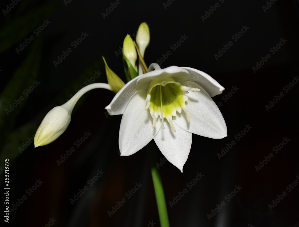 White flower on a dark background