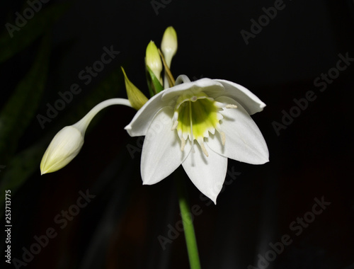 Obraz na płótnie White flower on a dark background w salonie