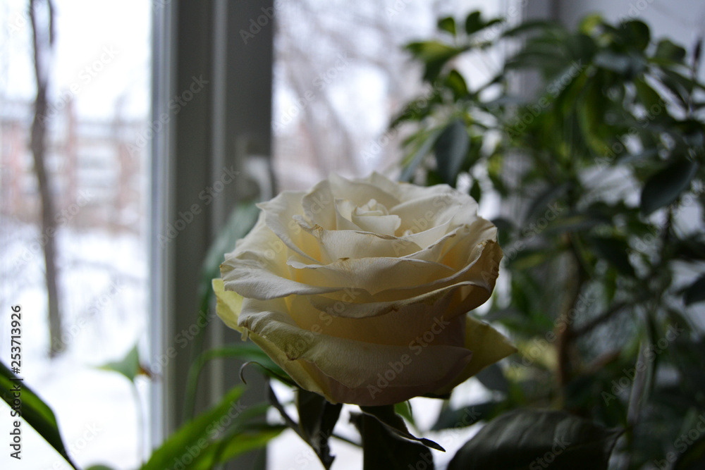 White rose on the background of the window