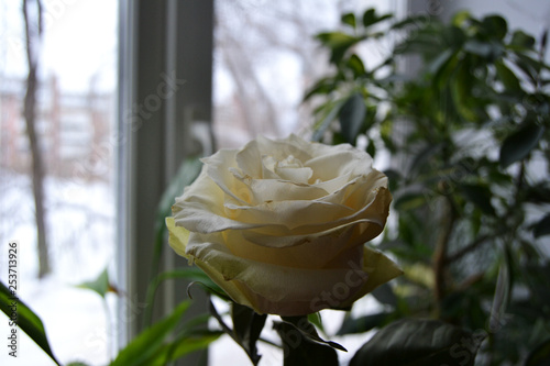 Obraz na płótnie White rose on the background of the window w salonie
