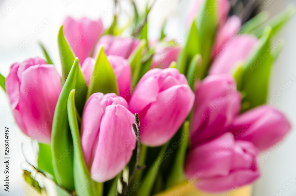 Beautiful pink tulips