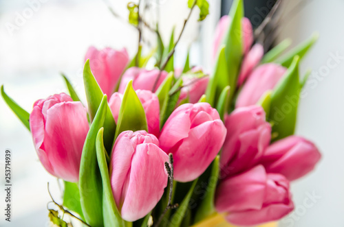 Beautiful pink tulips