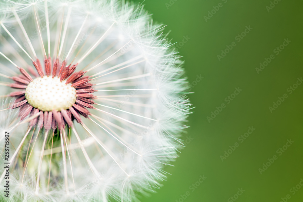 Cross section of fluffy dandelion on bright green background