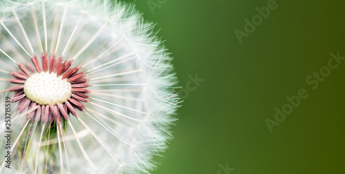Banner. On a green background cross-section of a white dandelion