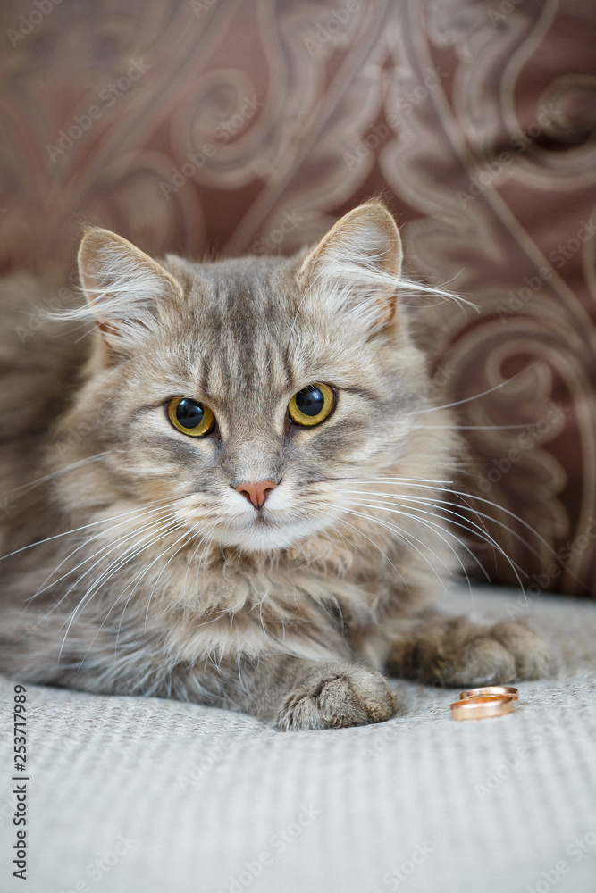 A beautiful gray cat sits on the couch next to the gold rings for the 