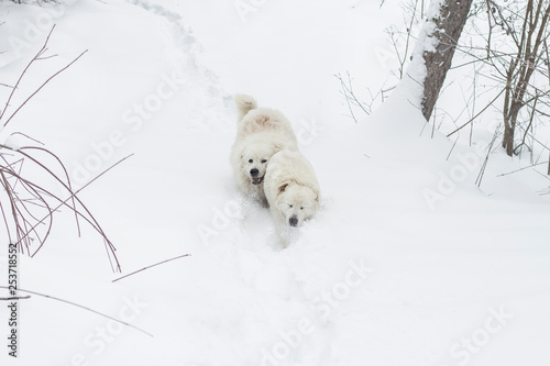 two dogs run through the snow in the forest