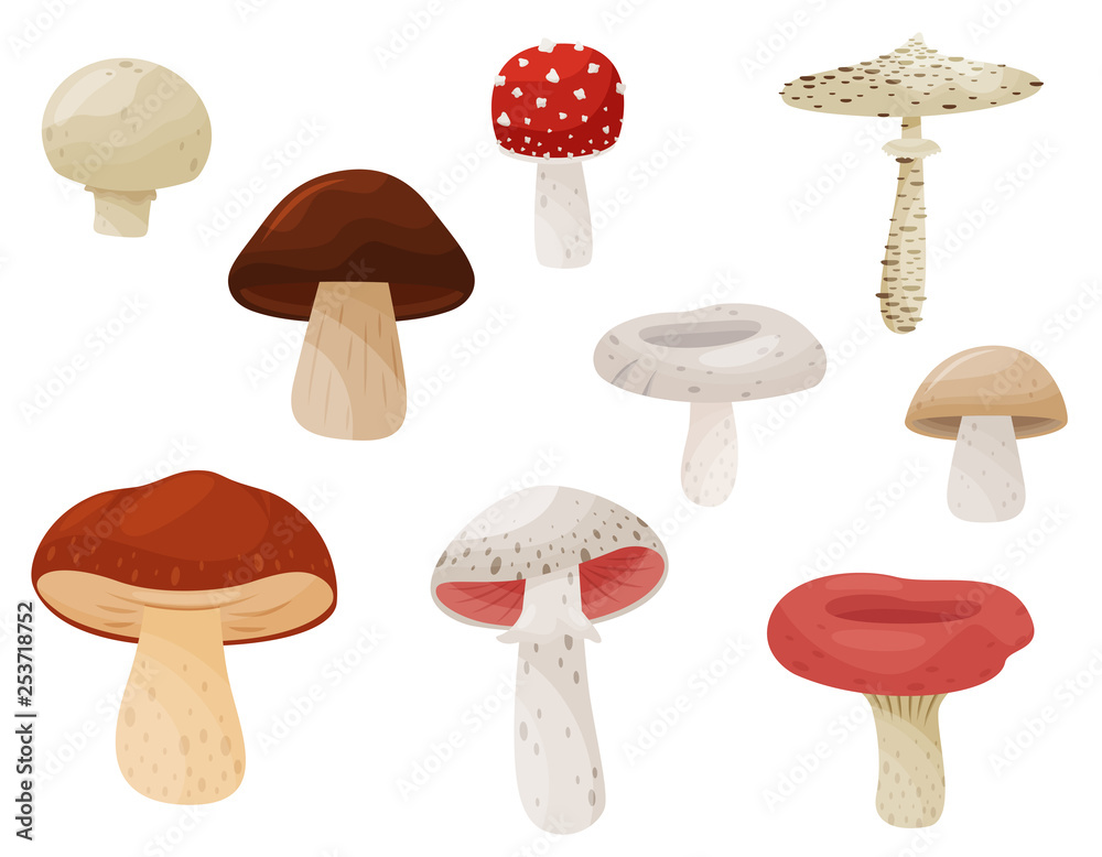 Flat vector set of mushrooms. Forest plant. Edible and poisonous fungi. Natural product. Elements for book or poster Flat vector set of mushrooms. Forest plant. Edible and poisonous fungi. Natural product. Elements for book or poster
