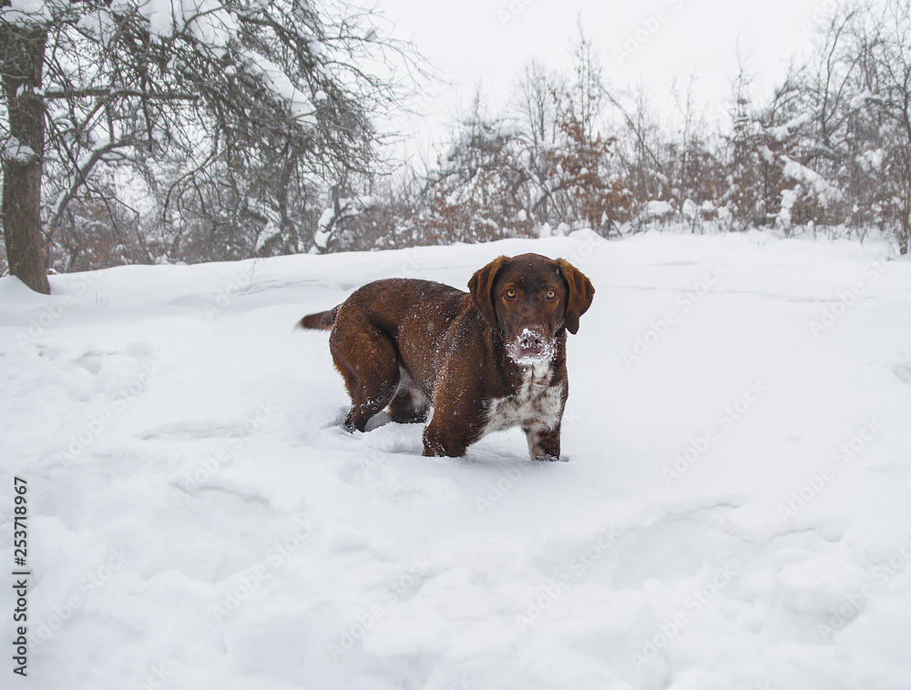 purebred dog in the snow on a winter background purebred dog in the snow on a winter background