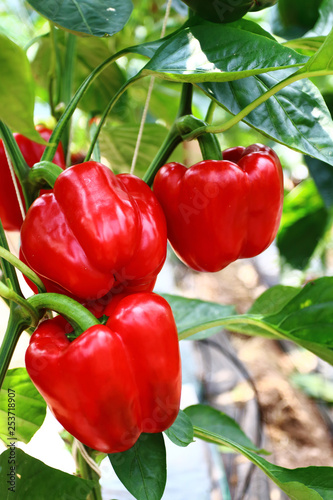 red peppers
