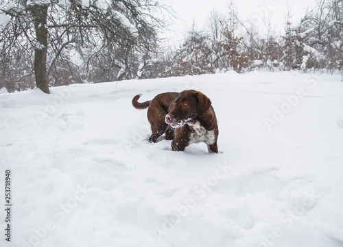 purebred dog in the snow on a winter background