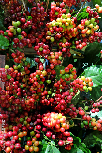 coffee beans