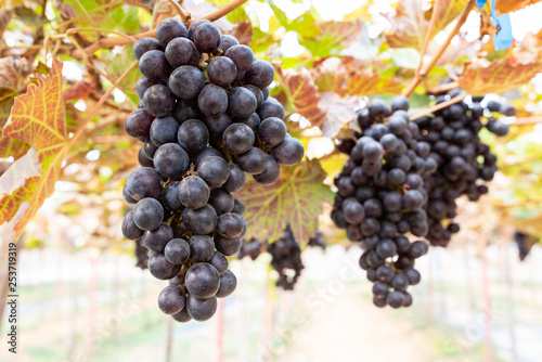 Ripe grapes on old vine, lush green leaves in vineyard