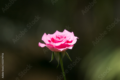 Pink rose flower in black background