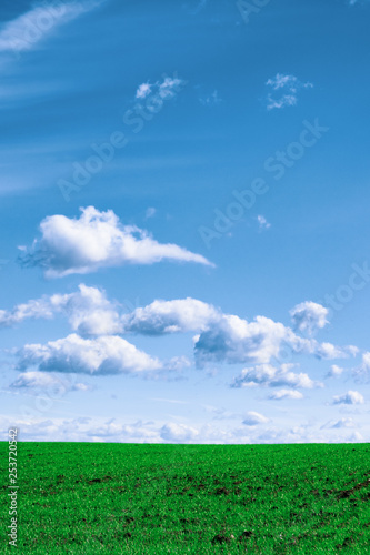 Wheat field . green field with ears of wheat in the summer 