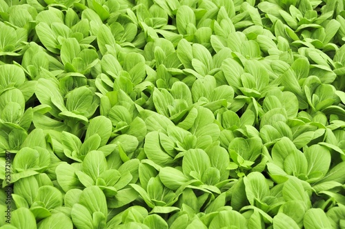 fresh spinach leaves