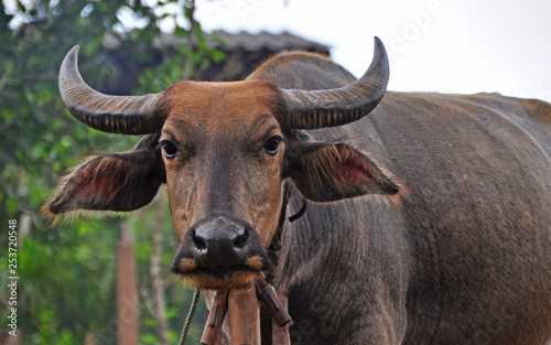 bull in the field