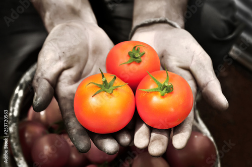 fresh tomatoes in hands